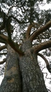 Tervapatikka 2016 Lucian puu, Sun Jeesi, hierontavantaa.fi